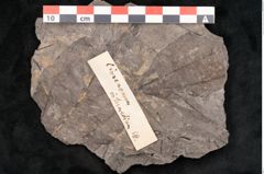 Foto (Objekt + Etikett) von Cinnamomum intermedium Ettingshausen (NHMW-GEO-2024-0188-10151)
